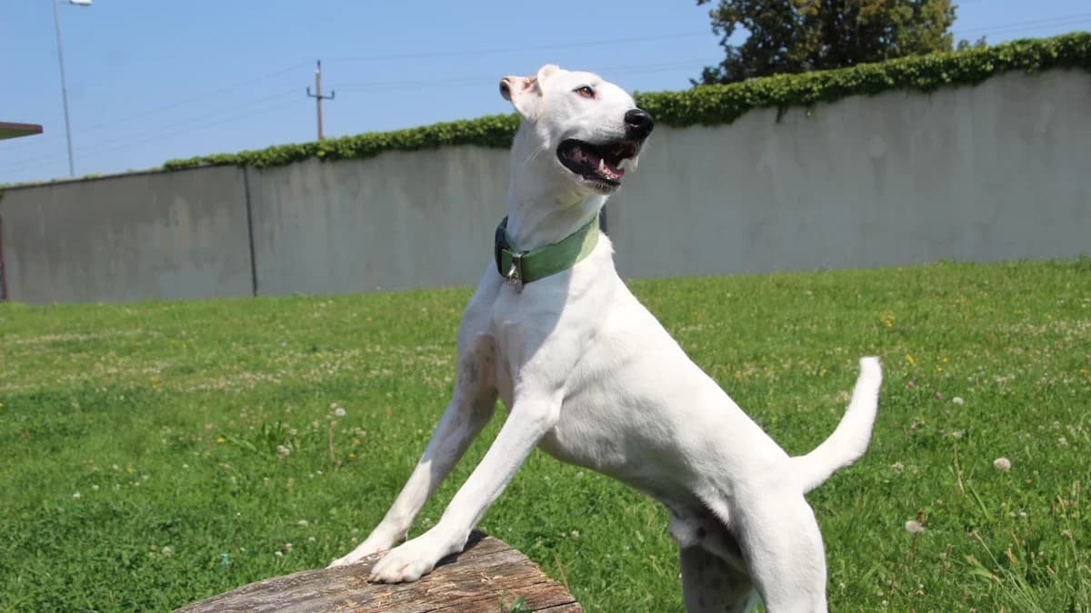 Lucky, male mixed breed for adoption at Sonnentiere), Eisenstadt — photo 3 of 3