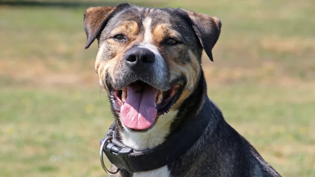 Ozzy, male 7yo mixed breed for adoption at Sonnenhof Eisenstadt (Sonnentiere)