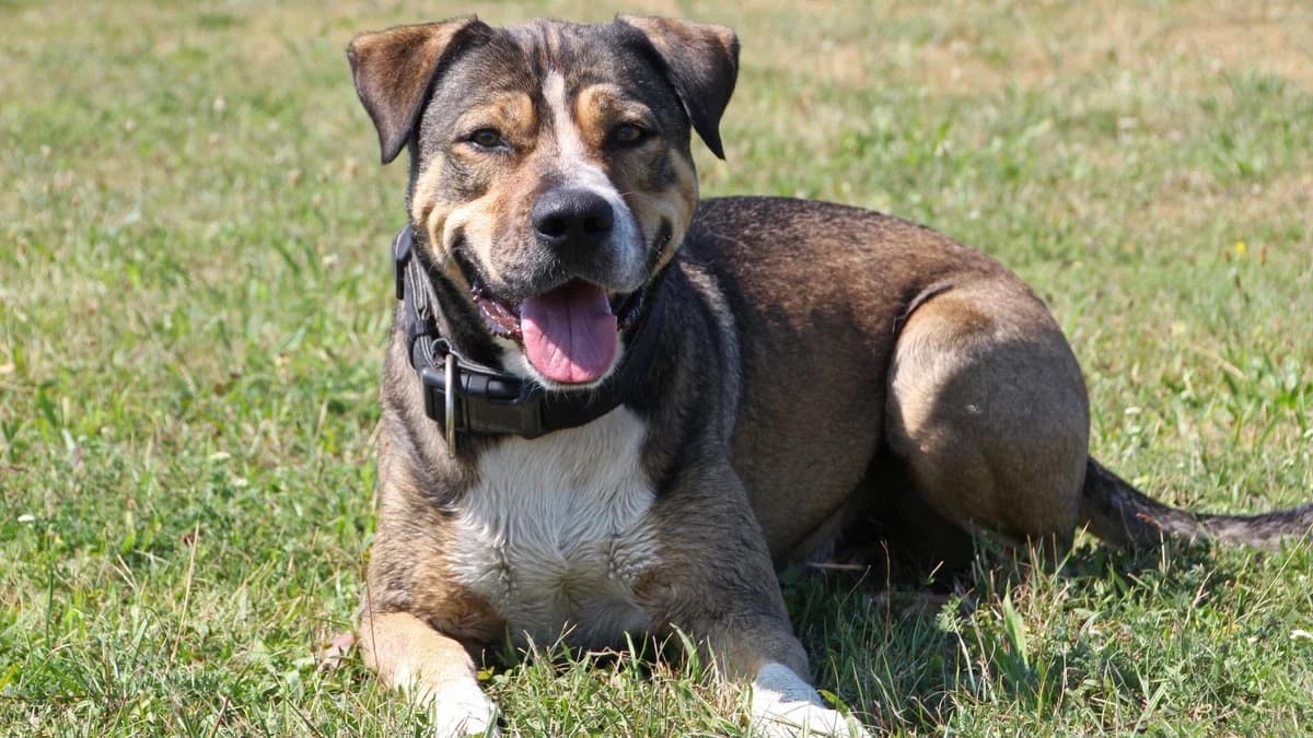 Ozzy, male mixed breed for adoption at Sonnentiere), Eisenstadt — photo 2 of 3