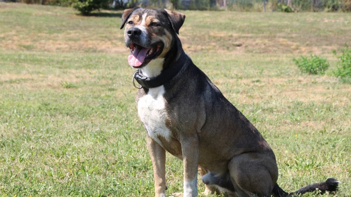 Ozzy, male mixed breed for adoption at Sonnentiere), Eisenstadt — photo 3 of 3