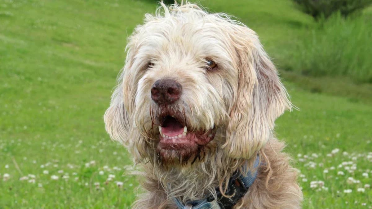 Odin, male mixed breed for adoption at Sonnentiere), Eisenstadt