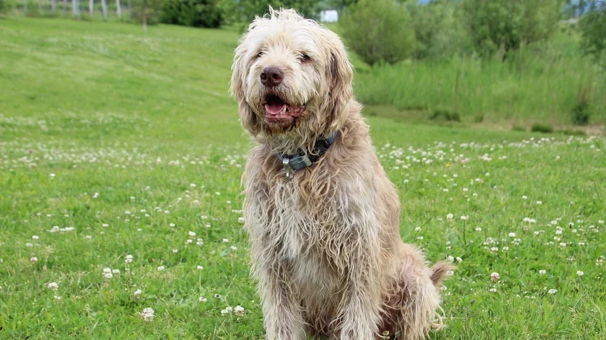 Odin, male mixed breed for adoption at Sonnentiere), Eisenstadt — photo 2 of 2