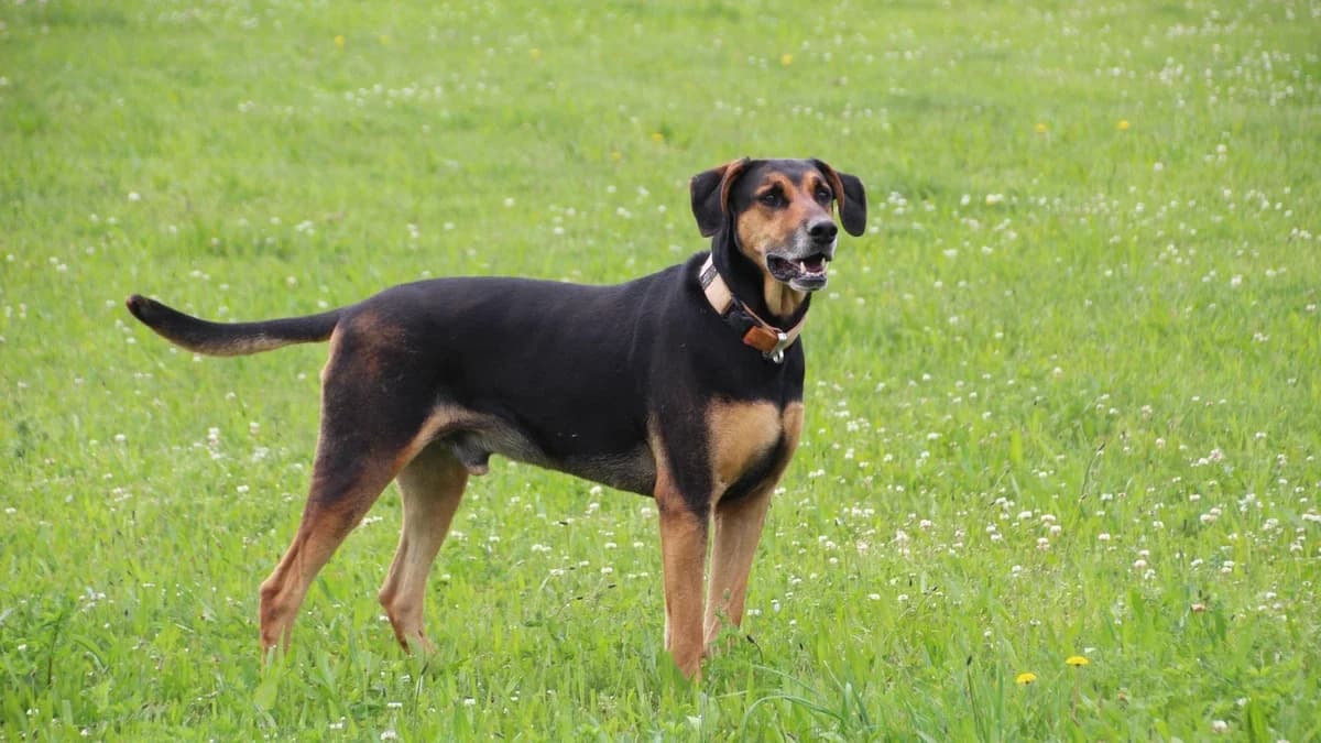 Cesar, male mixed breed for adoption at Sonnentiere), Eisenstadt — photo 2 of 3