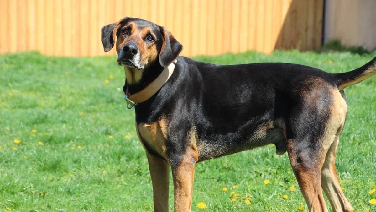 Cesar, male mixed breed for adoption at Sonnentiere), Eisenstadt — photo 3 of 3