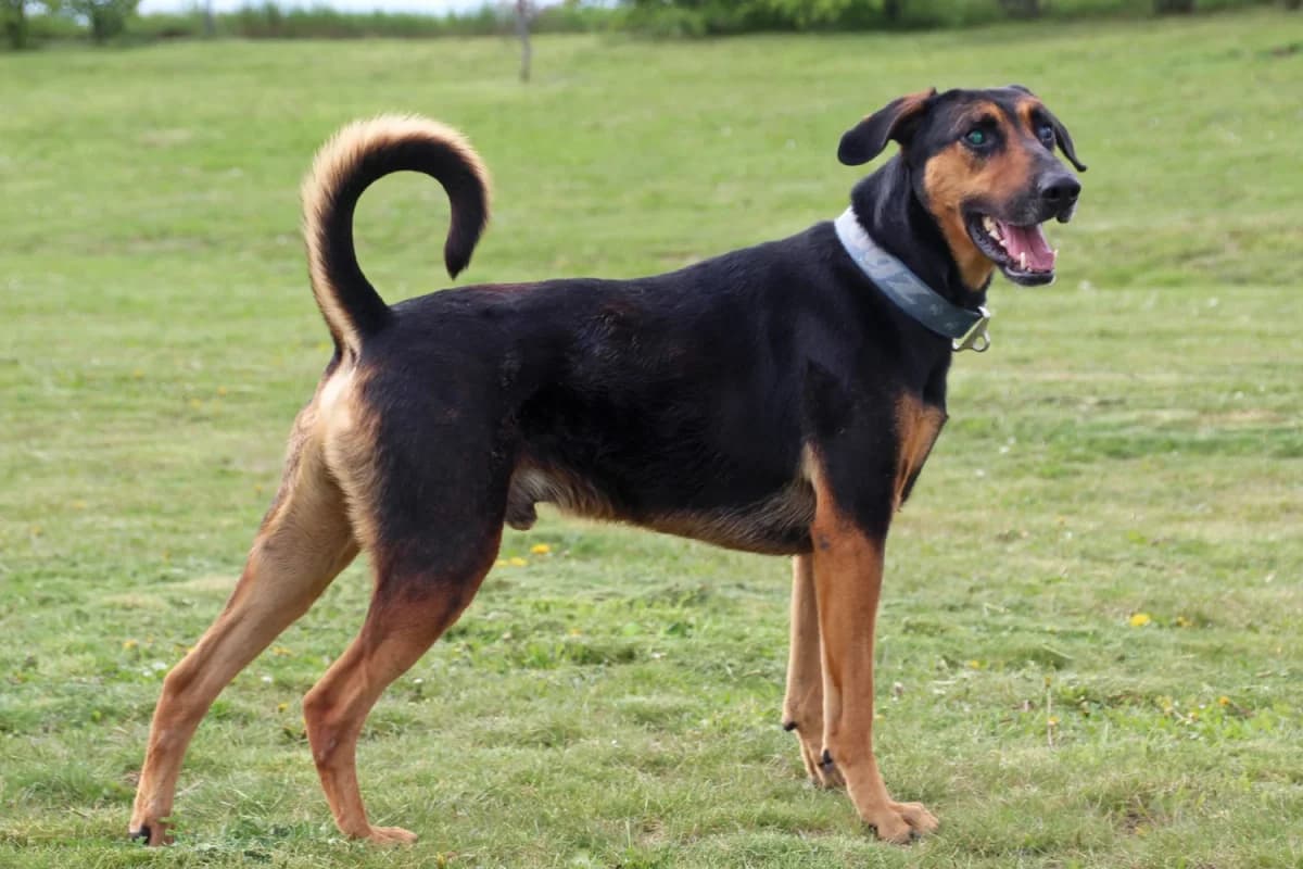 Woodruff, male mixed breed for adoption at Sonnentiere), Eisenstadt