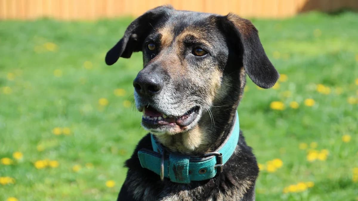 Roxi, male senior mixed breed for adoption at Sonnenhof Eisenstadt (Sonnentiere)