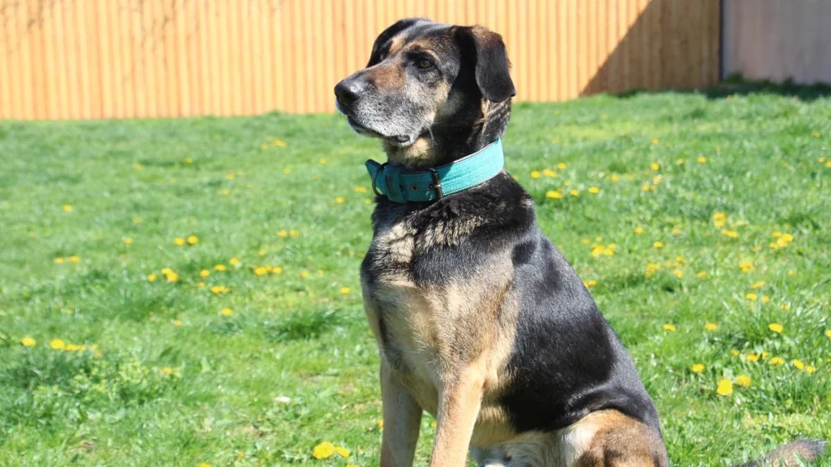 Roxi, male mixed breed for adoption at Sonnentiere), Eisenstadt — photo 2 of 3