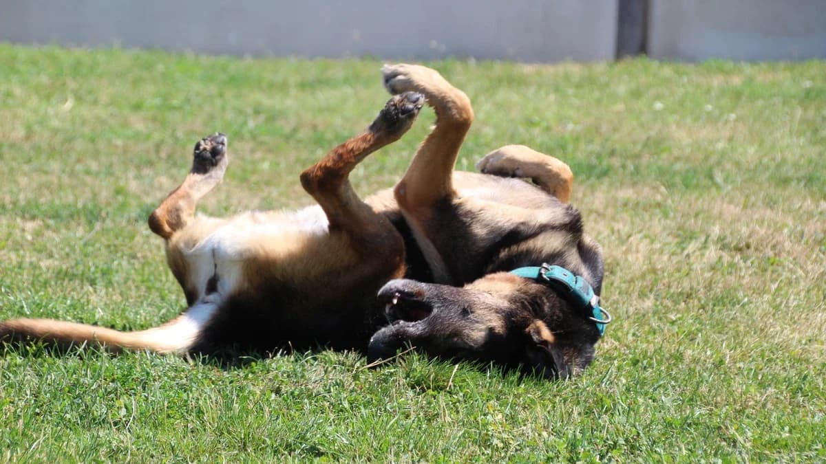 Roxi, male mixed breed for adoption at Sonnentiere), Eisenstadt — photo 3 of 3