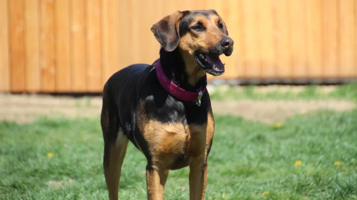 Lilly, female Mixed Breed for adoption at Sonnentiere), Eisenstadt — photo 2 of 3