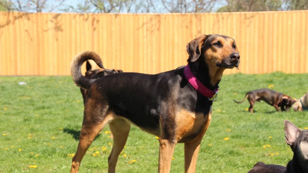 Lilly, female Mixed Breed for adoption at Sonnentiere), Eisenstadt — photo 3 of 3
