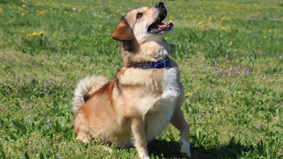 Mischa, male mixed breed for adoption at Sonnentiere), Eisenstadt — photo 2 of 3