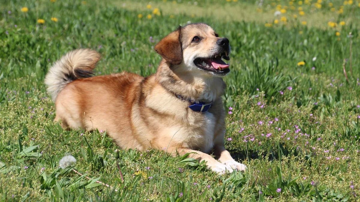 Mischa, male mixed breed for adoption at Sonnentiere), Eisenstadt — photo 3 of 3
