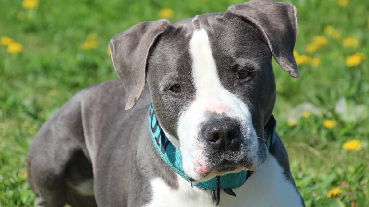 Tyson, male senior mixed breed for adoption at Sonnenhof Eisenstadt (Sonnentiere)