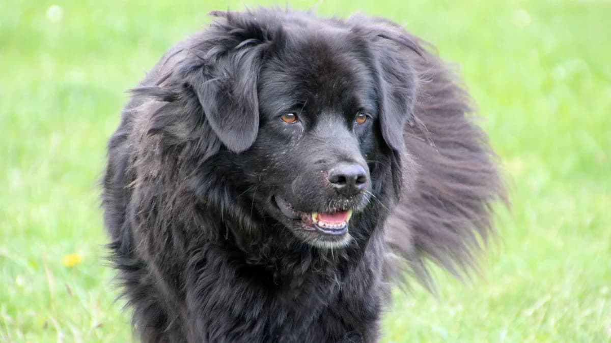 Rikka, Mixed Breed (Sonnenhof Eisenstadt (Sonnentiere))