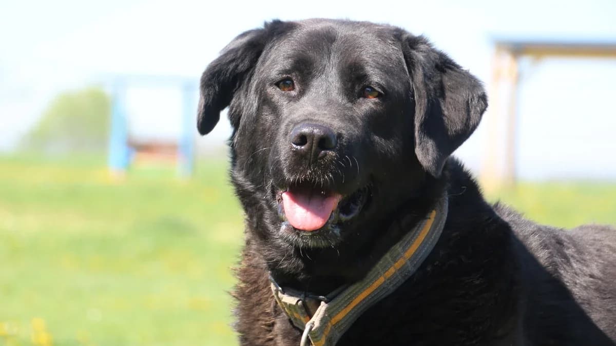 Ria, Mixed Breed (Sonnenhof Eisenstadt (Sonnentiere))