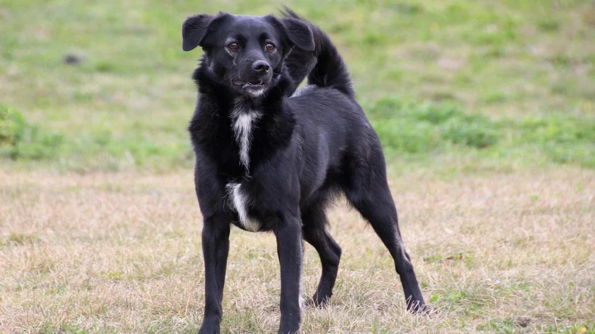 Suki, female young Mixed Breed for adoption at Sonnenhof Eisenstadt (Sonnentiere)
