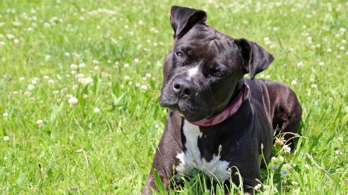 Luzy, Mixed Breed (Sonnenhof Eisenstadt (Sonnentiere))