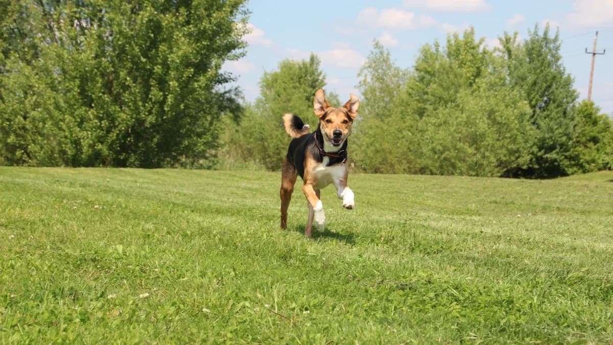 Rocky,  (Sonnenhof Eisenstadt (Sonnentiere))