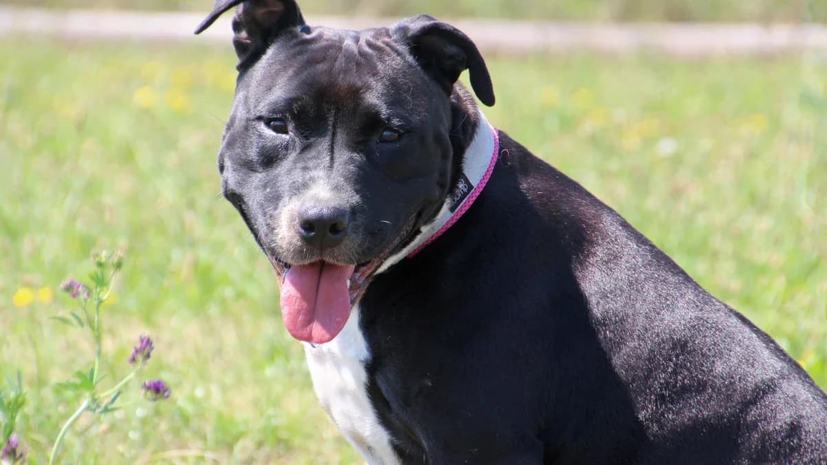 Kira, Mixed Breed (Sonnenhof Eisenstadt (Sonnentiere))