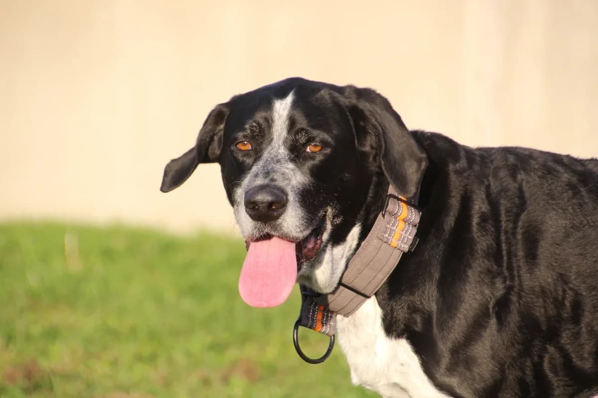 Afra, Mixed Breed (Sonnenhof Eisenstadt (Sonnentiere))