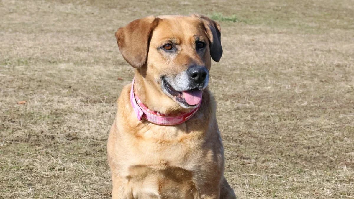 Gerti, Mixed Breed (Sonnenhof Eisenstadt (Sonnentiere))