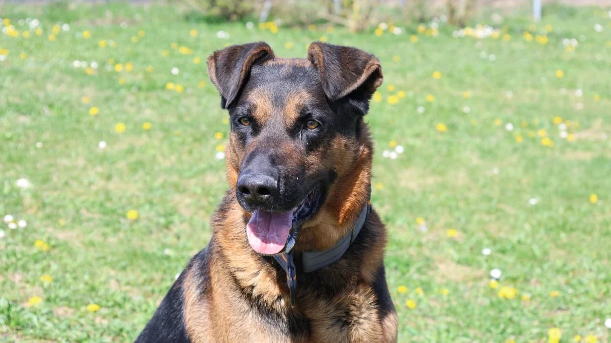 Canis, male Mixed Breed for adoption at Sonnentiere), Eisenstadt