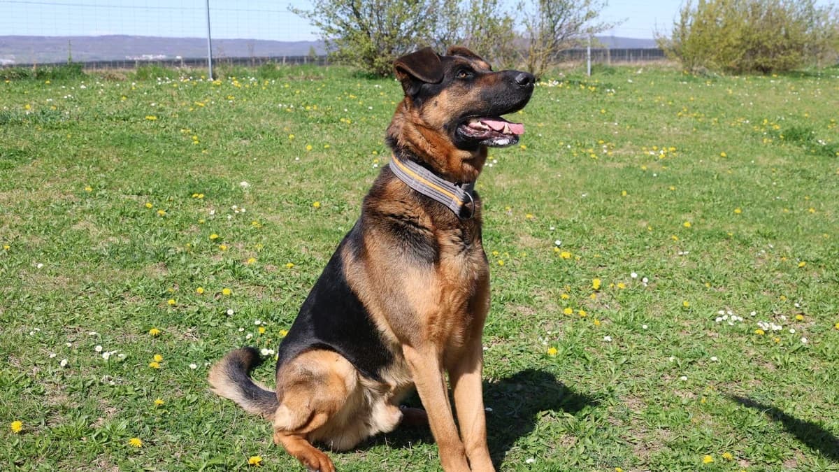 Canis, male Mixed Breed for adoption at Sonnentiere), Eisenstadt — photo 2 of 2