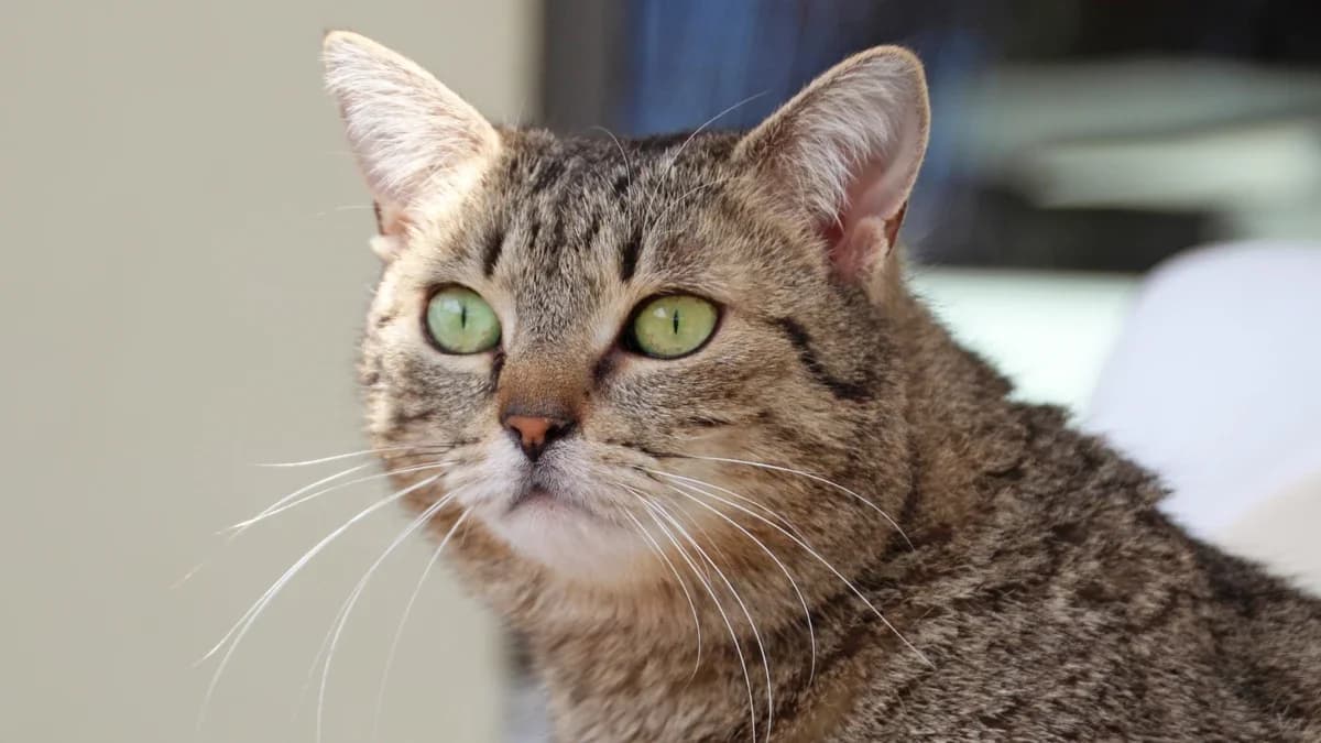 Endivia,  European Shorthair for adoption at Sonnentiere), Eisenstadt