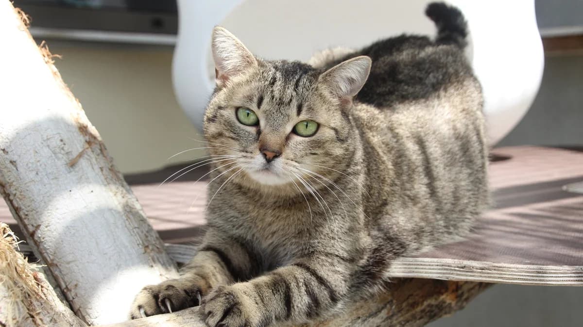 Endivia,  European Shorthair for adoption at Sonnentiere), Eisenstadt — photo 2 of 3