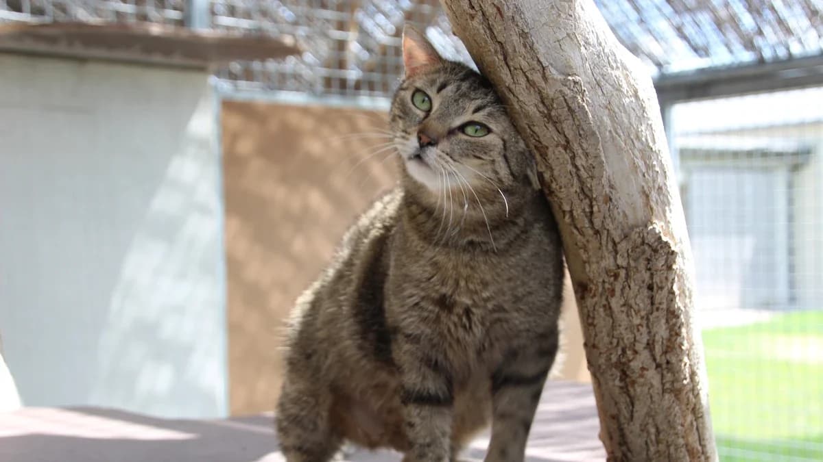 Endivia,  European Shorthair for adoption at Sonnentiere), Eisenstadt — photo 3 of 3