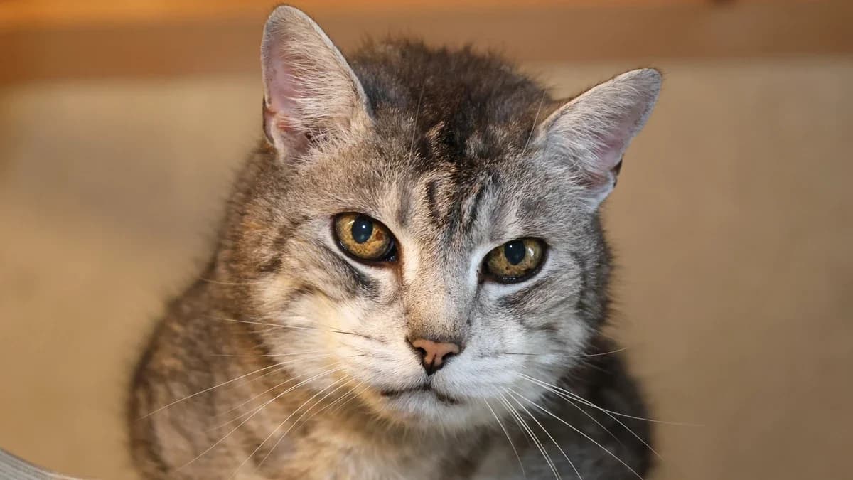 Malee,  senior European Shorthair for adoption at Sonnenhof Eisenstadt (Sonnentiere)