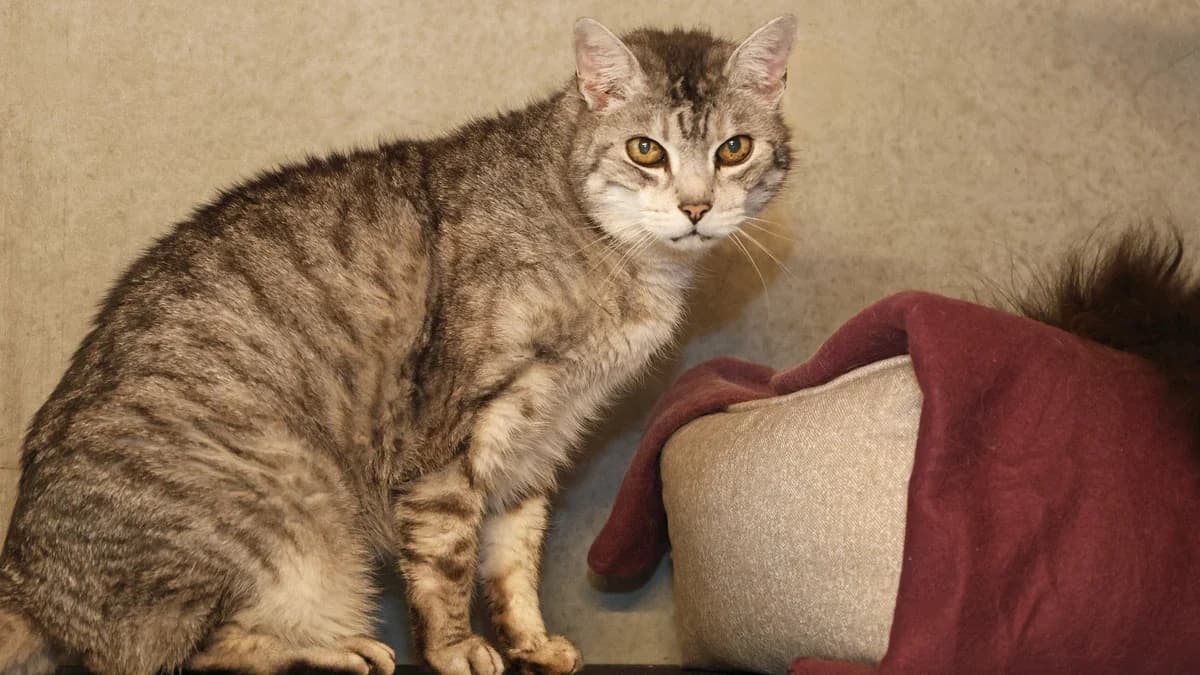 Malee,  European Shorthair for adoption at Sonnentiere), Eisenstadt — photo 2 of 2