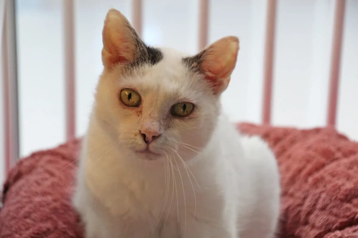 Juanita,  senior European Shorthair for adoption at Sonnenhof Eisenstadt (Sonnentiere)