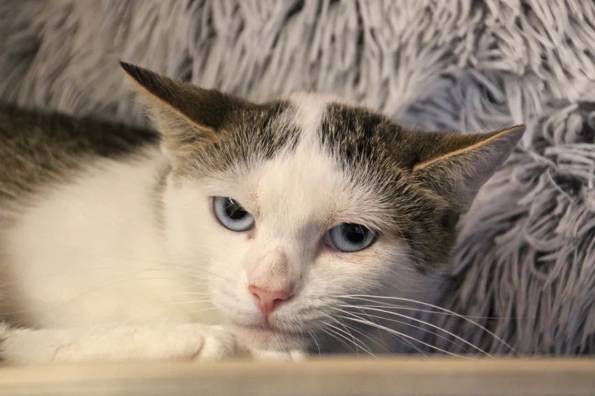 Katniss,  young European Shorthair for adoption at Sonnenhof Eisenstadt (Sonnentiere)