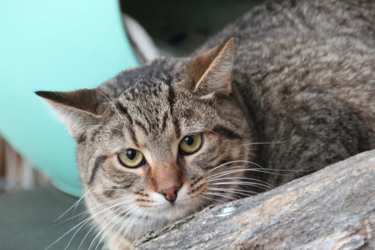 Piranha,  European Shorthair for adoption at Sonnentiere), Eisenstadt