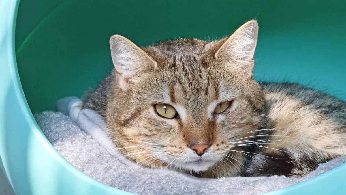 Fuchsi,  4yo European Shorthair for adoption at Sonnenhof Eisenstadt (Sonnentiere)