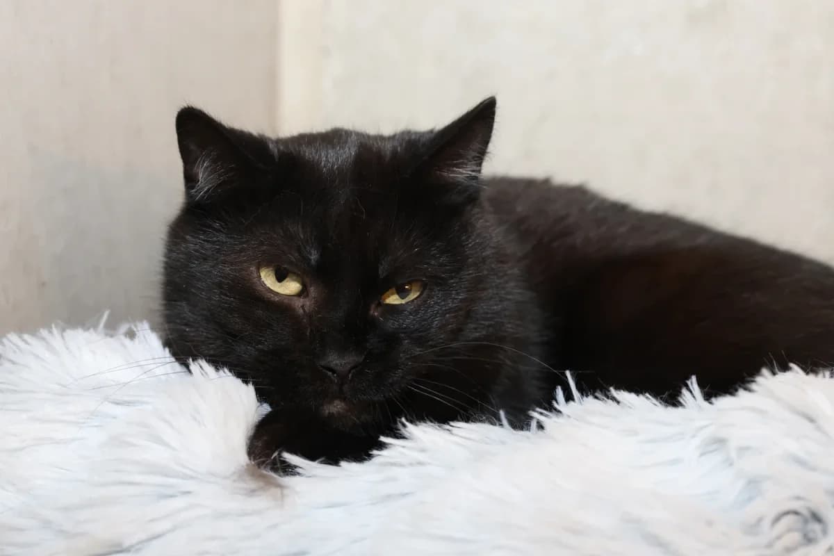 Mio,  7yo European Shorthair for adoption at Sonnenhof Eisenstadt (Sonnentiere)