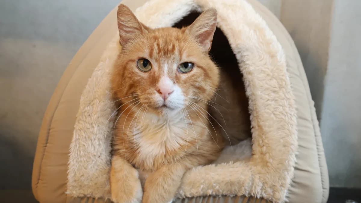 Merlot, senior European Shorthair for adoption at Sonnenhof Eisenstadt (Sonnentiere)