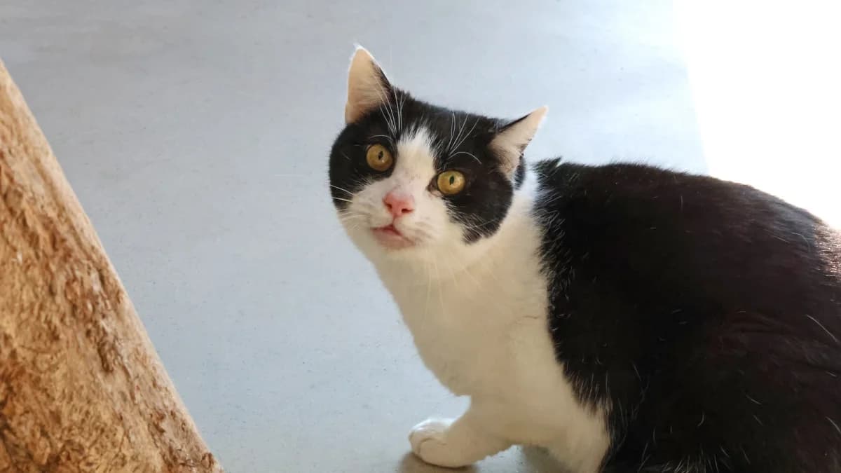 Semi,  6yo European Shorthair for adoption at Sonnenhof Eisenstadt (Sonnentiere)