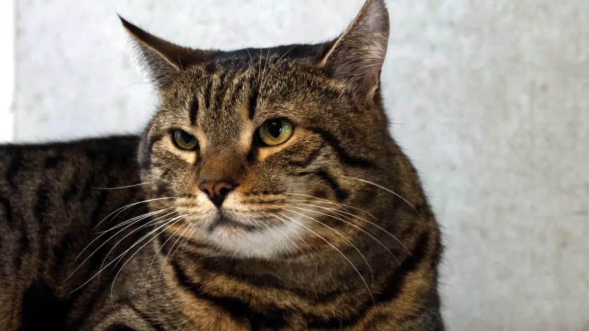 Ranita,  European Shorthair for adoption at Sonnentiere), Eisenstadt