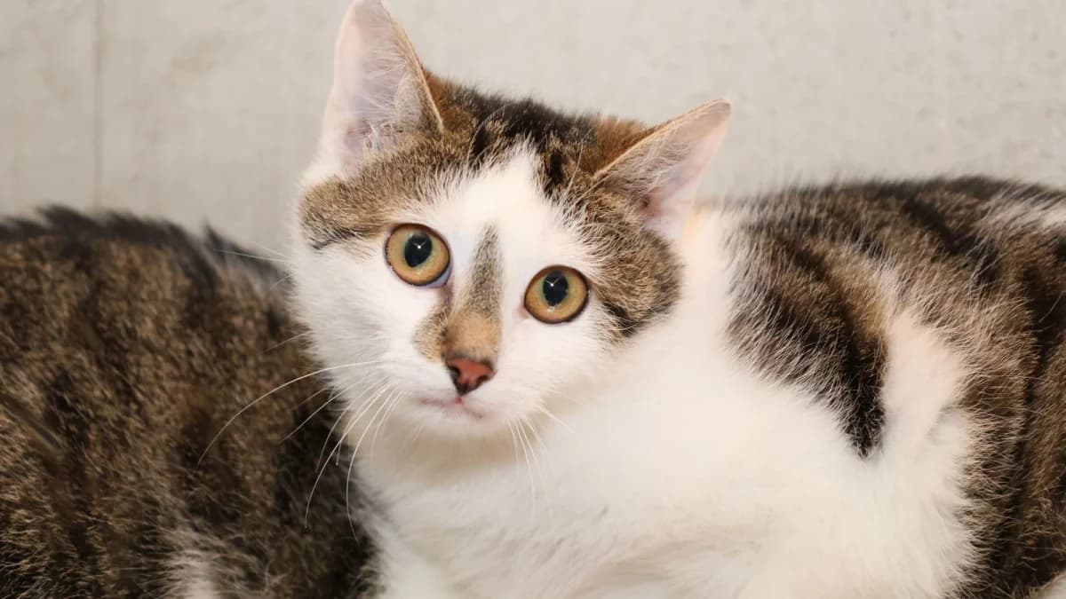 Rani,  European Shorthair for adoption at Sonnentiere), Eisenstadt