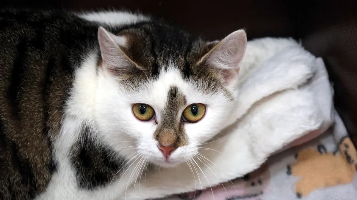 Rana,  European Shorthair for adoption at Sonnentiere), Eisenstadt