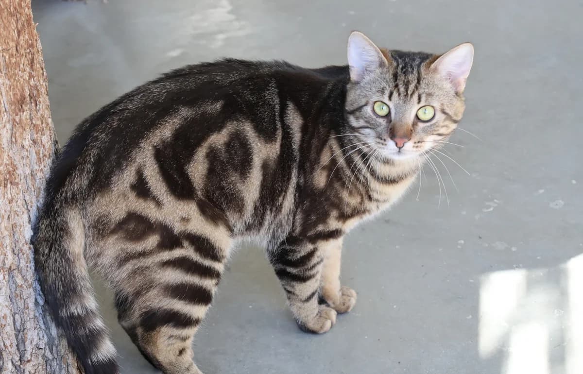 Twist,  European Shorthair for adoption at Sonnentiere), Eisenstadt
