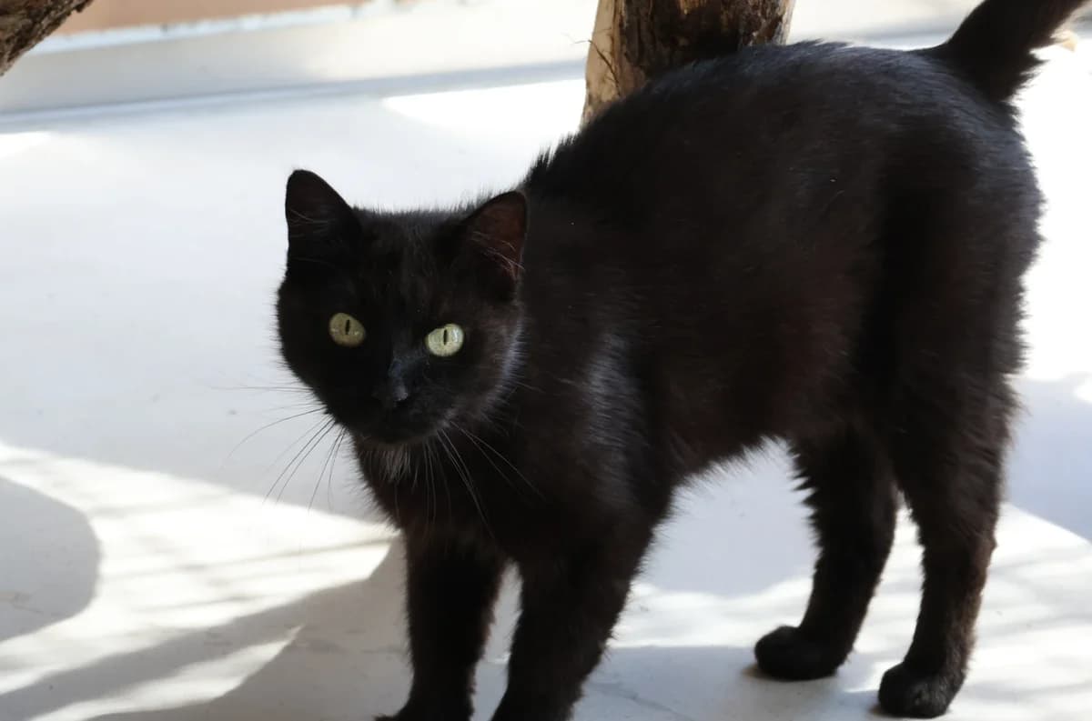 Lalita,  7yo European Shorthair for adoption at Sonnenhof Eisenstadt (Sonnentiere)