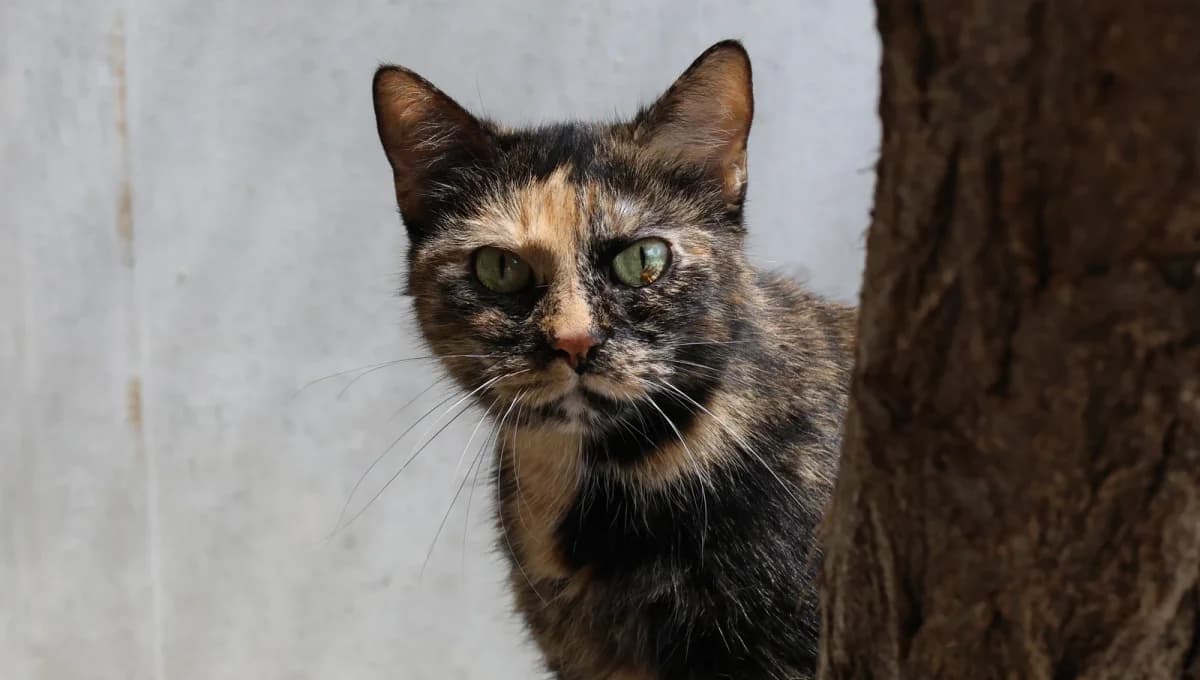 Lexa,  5yo European Shorthair for adoption at Sonnenhof Eisenstadt (Sonnentiere)