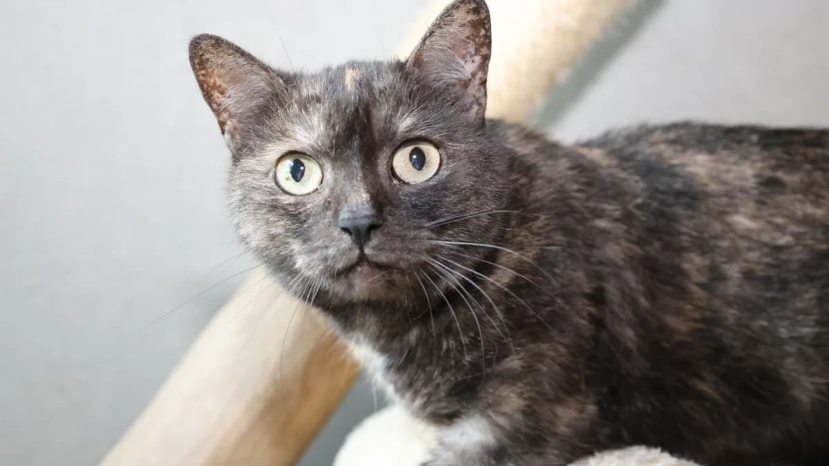 Shiva,  European Shorthair for adoption at Sonnentiere), Eisenstadt
