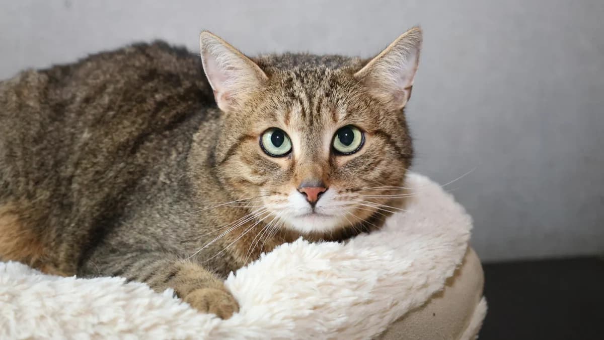 Akira,  European Shorthair for adoption at Sonnentiere), Eisenstadt