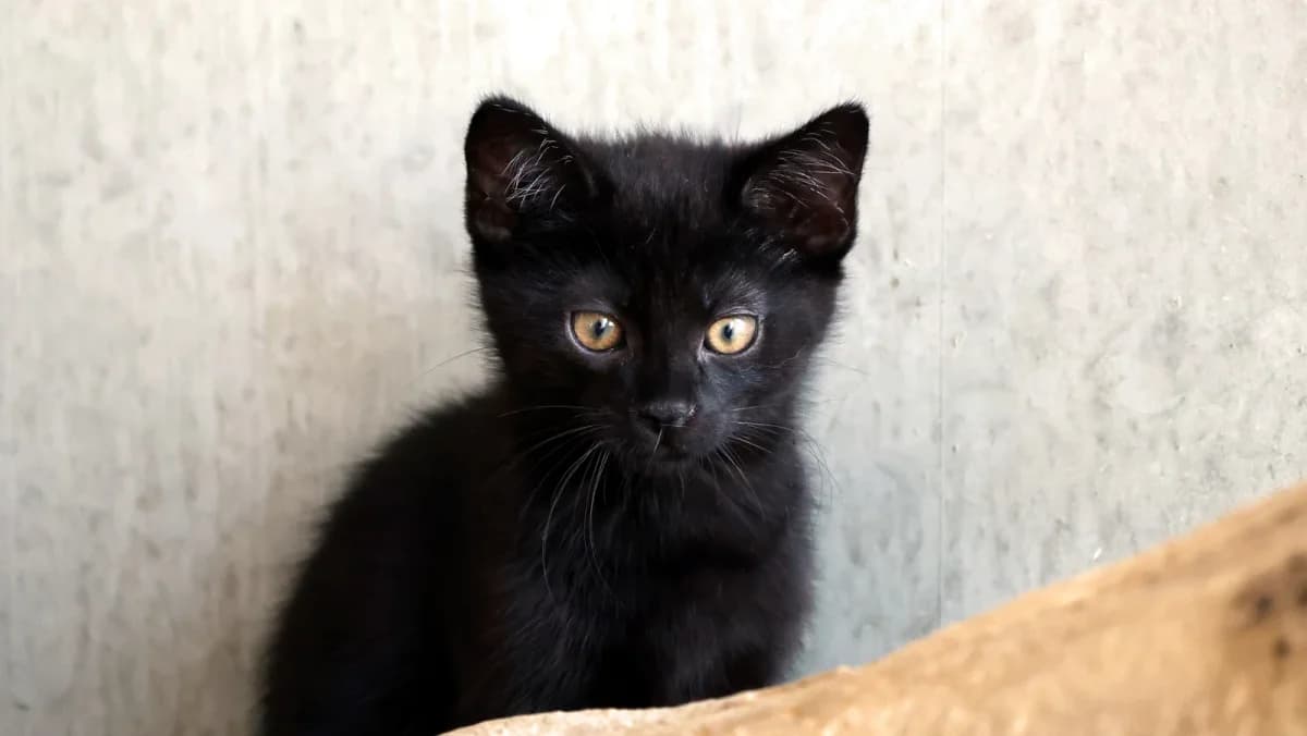 Gabriel,  European Shorthair for adoption at Sonnenhof Eisenstadt (Sonnentiere)