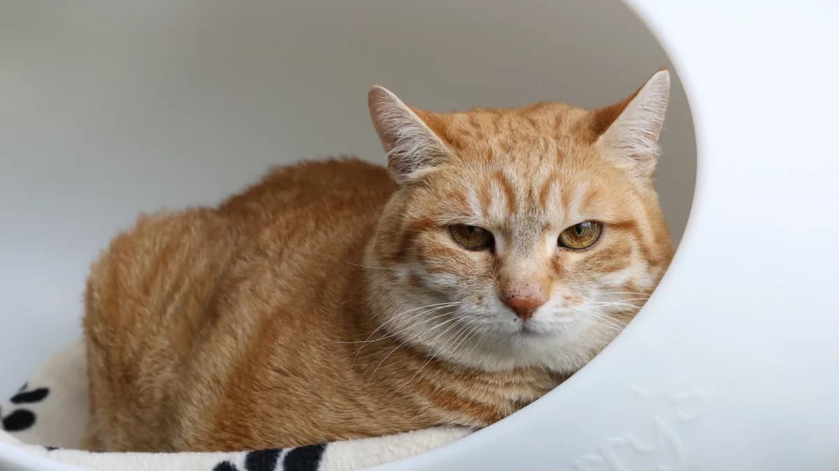 Kati,  senior European Shorthair for adoption at Sonnenhof Eisenstadt (Sonnentiere)
