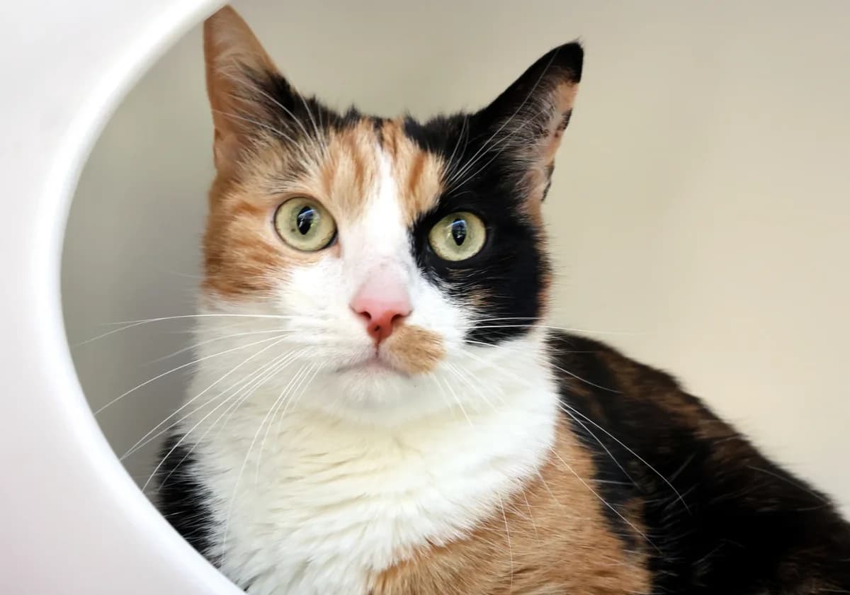 Hermine, 5yo European Shorthair for adoption at Sonnenhof Eisenstadt (Sonnentiere)